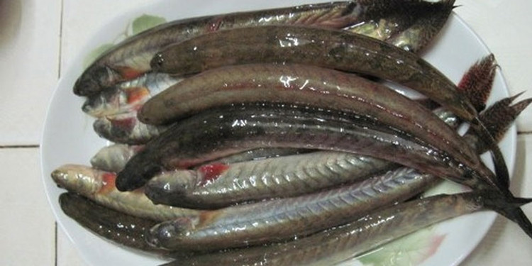 Loai ca xua re nhu cho, nay nua trieu/kg khach thi nhau mua