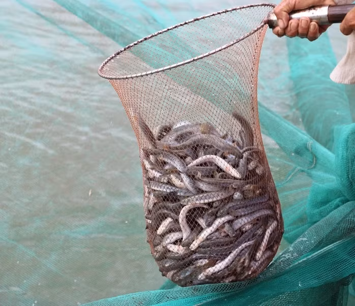 Loai ca xua re nhu cho, nay nua trieu/kg khach thi nhau mua-Hinh-2