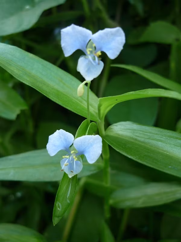 Cay dai cho lon an “hoa” dac san khien dan thanh pho thich me-Hinh-9