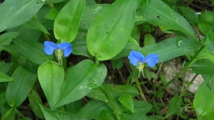 Cay dai cho lon an “hoa” dac san khien dan thanh pho thich me-Hinh-8