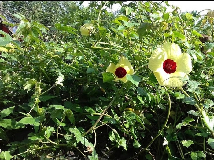 Cay dai cho lon an “hoa” dac san khien dan thanh pho thich me-Hinh-4