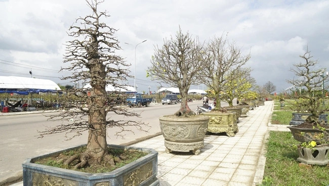 Chiem nguong mai vang sieu dep don Tet Giap Thin 2024-Hinh-10