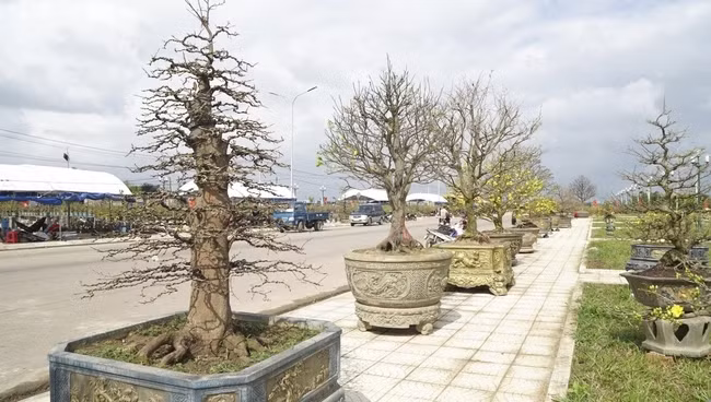 Chiem nguong mai vang sieu dep don Tet Giap Thin 2024-Hinh-10