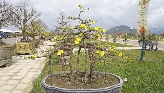 Chiem nguong mai vang sieu dep don Tet Giap Thin 2024-Hinh-3