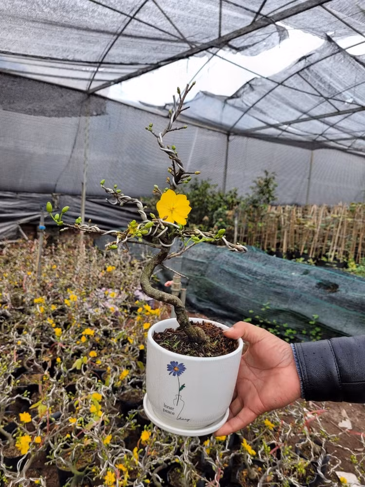 Chiem nguong mai vang sieu dep don Tet Giap Thin 2024-Hinh-9