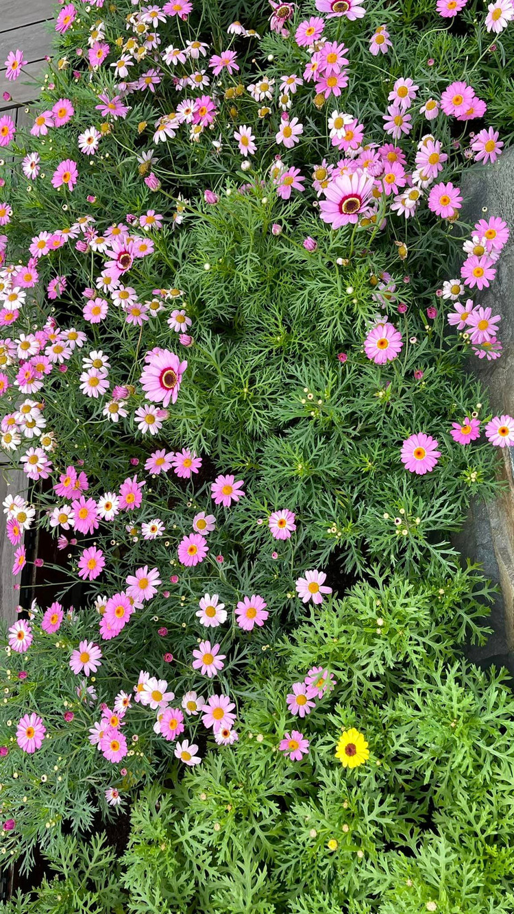 Can canh biet thu ngap sac xuan don Tet cua Than Thuy Ha-Hinh-7