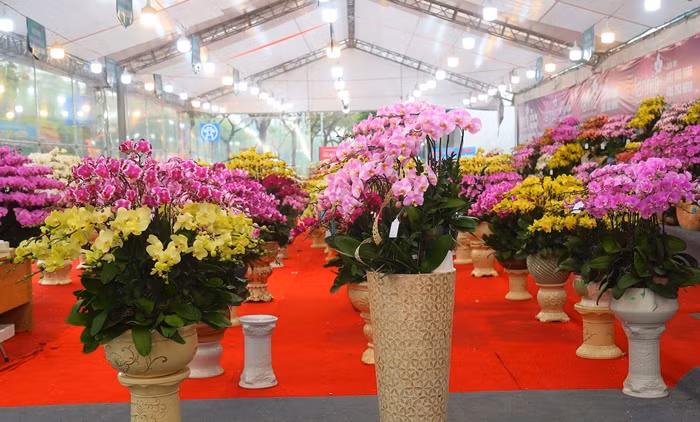 Lan ho diep hang chuc trieu “xuong pho” don khach choi Tet 2024-Hinh-2