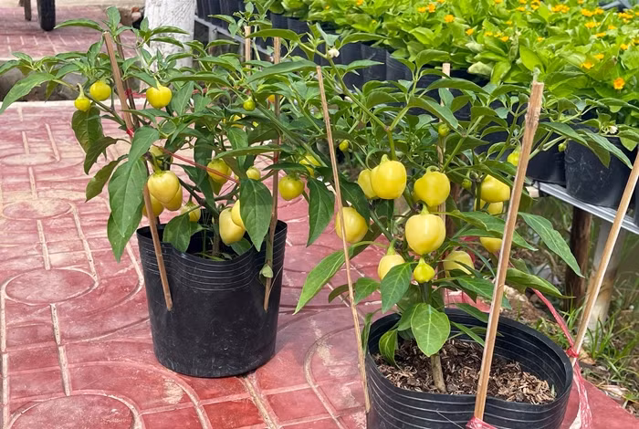 Bat ngo loat rau cu len chau thanh kieng hut khach choi Tet-Hinh-4