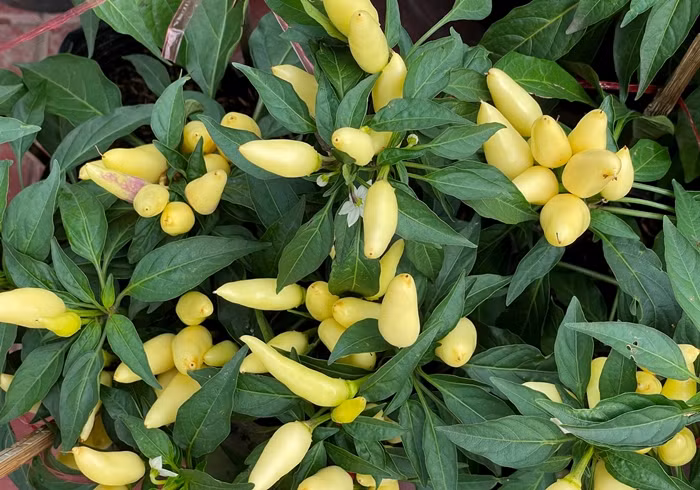 Bat ngo loat rau cu len chau thanh kieng hut khach choi Tet-Hinh-3