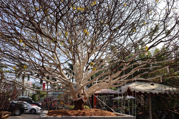 Can canh cay mai vang gia 2 ty dong gay sot o Ca Mau