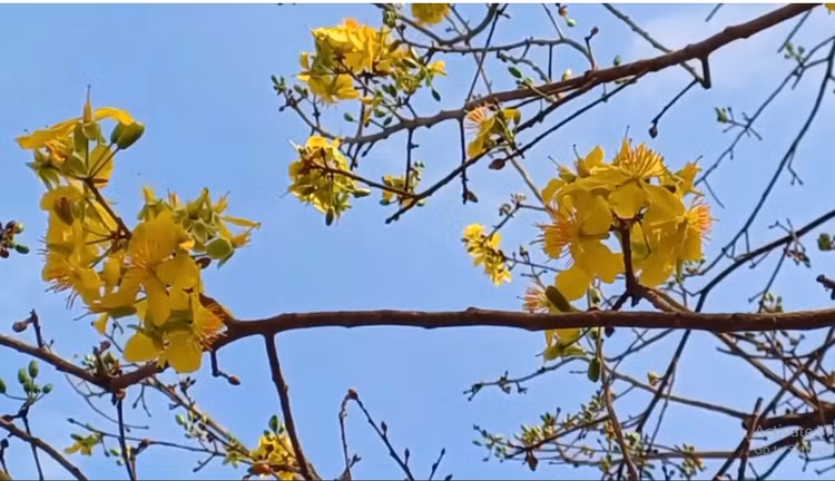 Can canh cay mai vang gia 2 ty dong gay sot o Ca Mau-Hinh-8