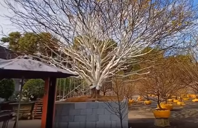 Can canh cay mai vang gia 2 ty dong gay sot o Ca Mau-Hinh-9