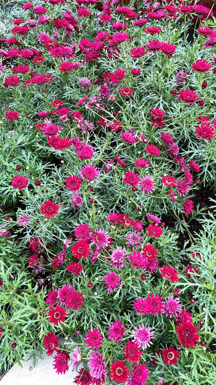 Can canh biet thu ngap sac xuan don Tet cua Than Thuy Ha-Hinh-8