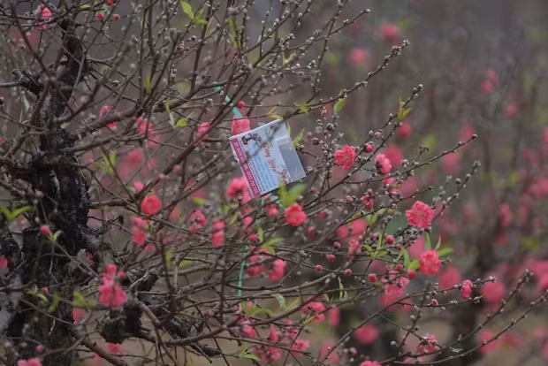 Ghe tham vuon dao Nhat Tan nhon nhip ngay can Tet-Hinh-11