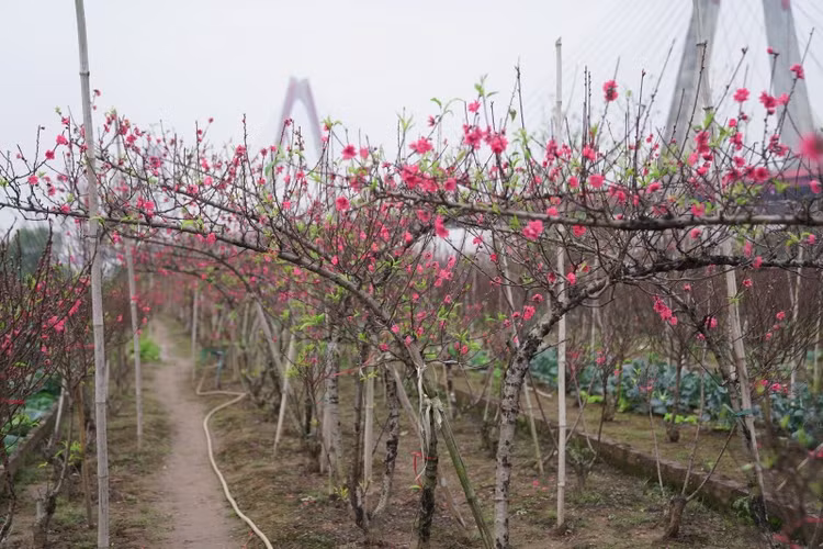 Ghe tham vuon dao Nhat Tan nhon nhip ngay can Tet-Hinh-8