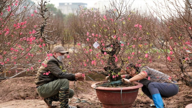 Ghe tham vuon dao Nhat Tan nhon nhip ngay can Tet-Hinh-10