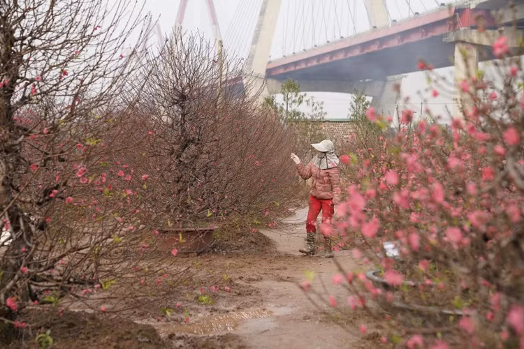 Ghe tham vuon dao Nhat Tan nhon nhip ngay can Tet-Hinh-3