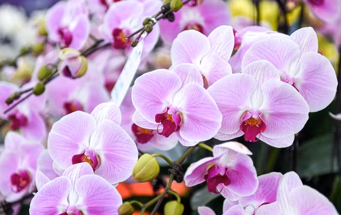 Ngam chau lan ho diep dat vang gan 4 ty tai Ha Noi-Hinh-10