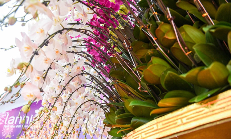 Ngam chau lan ho diep dat vang gan 4 ty tai Ha Noi-Hinh-8