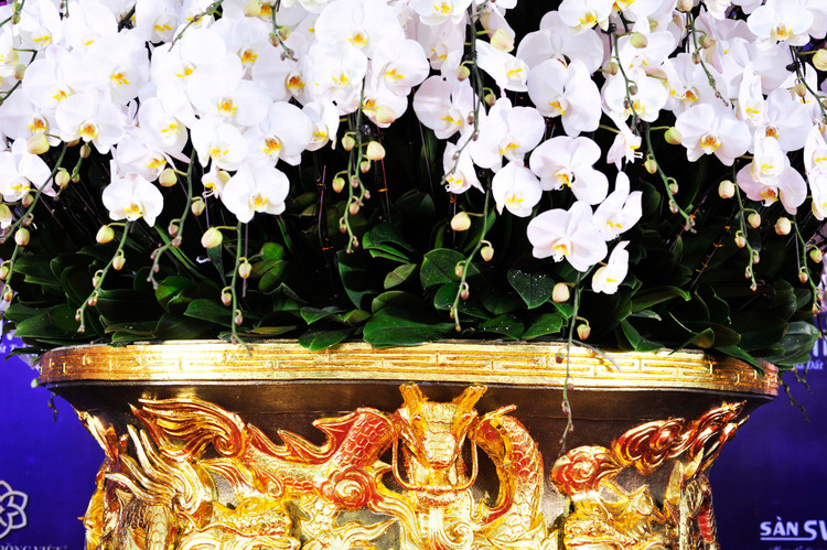 Ngam chau lan ho diep dat vang gan 4 ty tai Ha Noi-Hinh-4