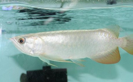 Ca canh gan 10 ty dat nhat the gioi co gi dac biet?-Hinh-9