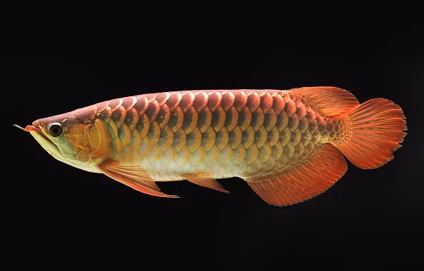 Ca canh gan 10 ty dat nhat the gioi co gi dac biet?-Hinh-3