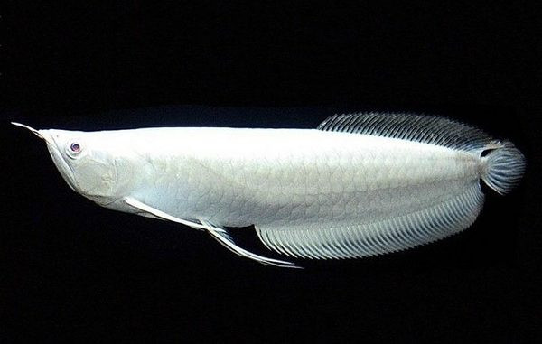 Ca canh gan 10 ty dat nhat the gioi co gi dac biet?-Hinh-8