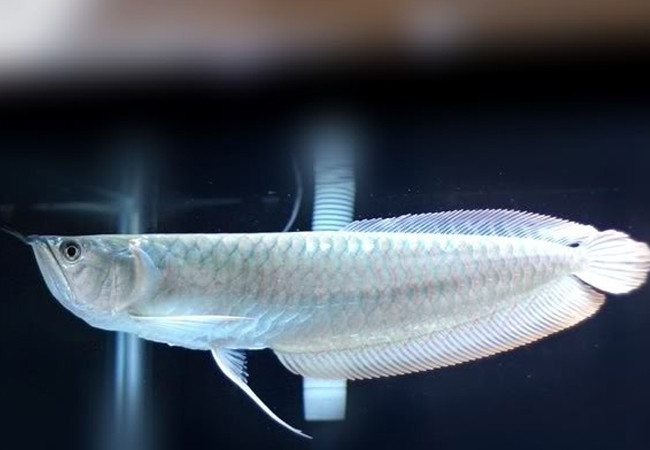 Ca canh gan 10 ty dat nhat the gioi co gi dac biet?-Hinh-11