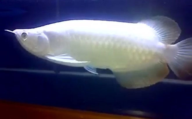 Ca canh gan 10 ty dat nhat the gioi co gi dac biet?-Hinh-10