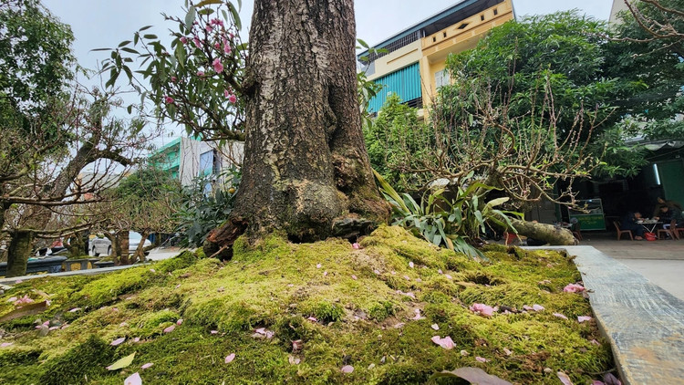 Chiem nguong “cu dao” tram tuoi chi cho thue, khong ban-Hinh-6