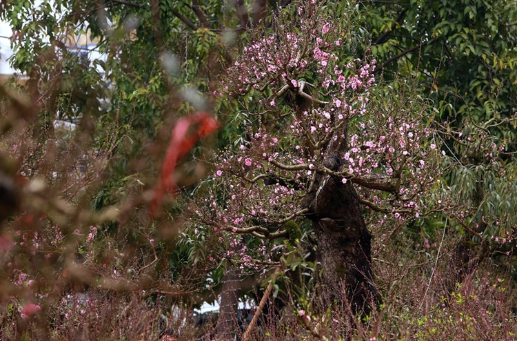 Chiem nguong “cu dao” tram tuoi chi cho thue, khong ban-Hinh-4