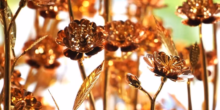 Chiem nguong cay dao ma vang 1,3 ty lon nhat Viet Nam-Hinh-5