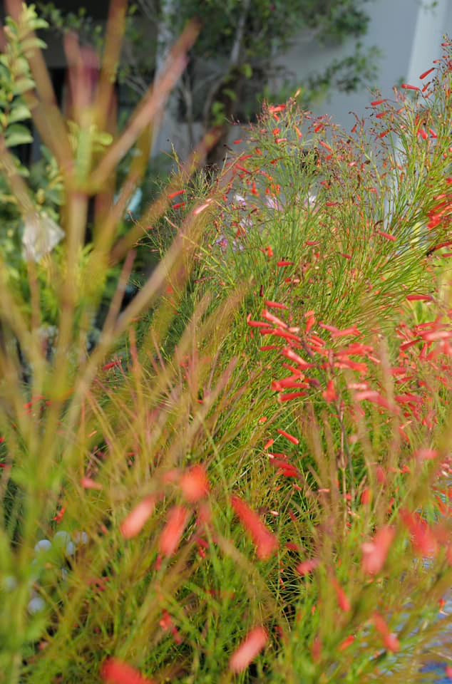 He lo co ngoi moi cua diva Hong Nhung tai Sai Gon-Hinh-8