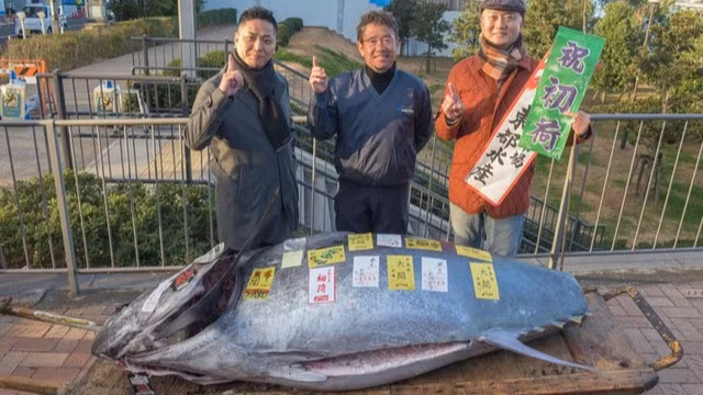 Ca ngu vay xanh Nhat Ban gia hon 19 ty dong co gi dac biet?-Hinh-3