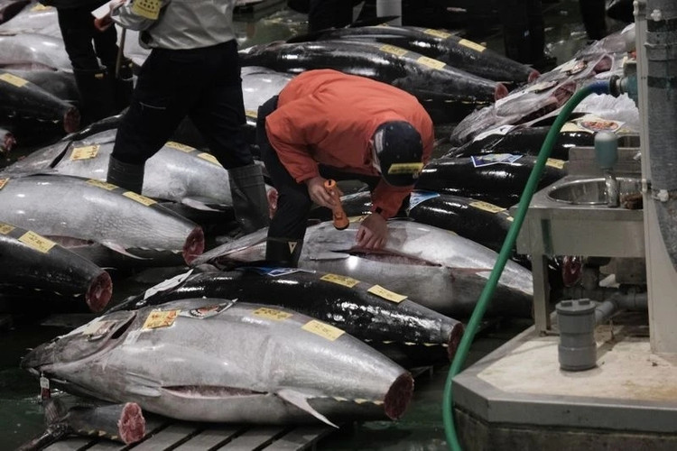 Ca ngu vay xanh Nhat Ban gia hon 19 ty dong co gi dac biet?-Hinh-8