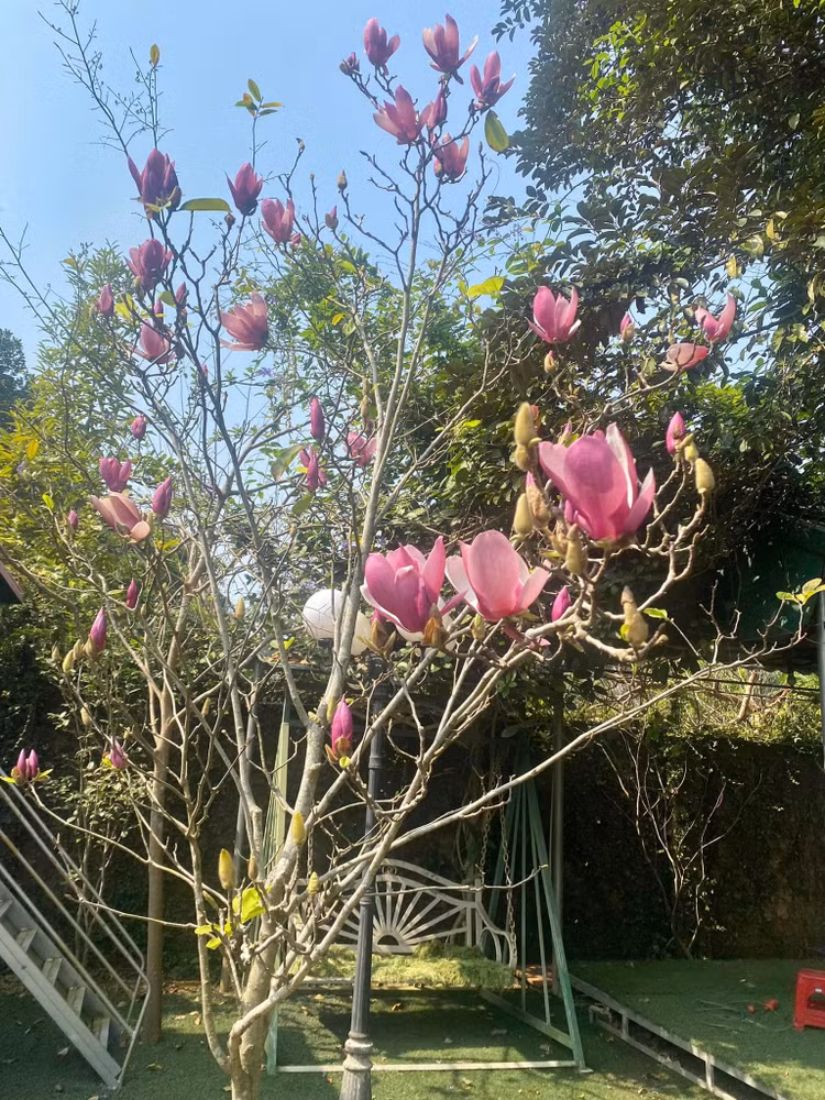 Khu vuon ruc sac hoa trong biet thu 1.000m2 cua NSND Thanh Hoa-Hinh-4