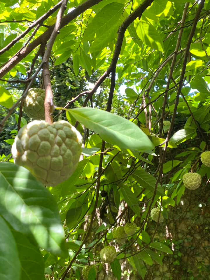 Khu vuon ruc sac hoa trong biet thu 1.000m2 cua NSND Thanh Hoa-Hinh-10