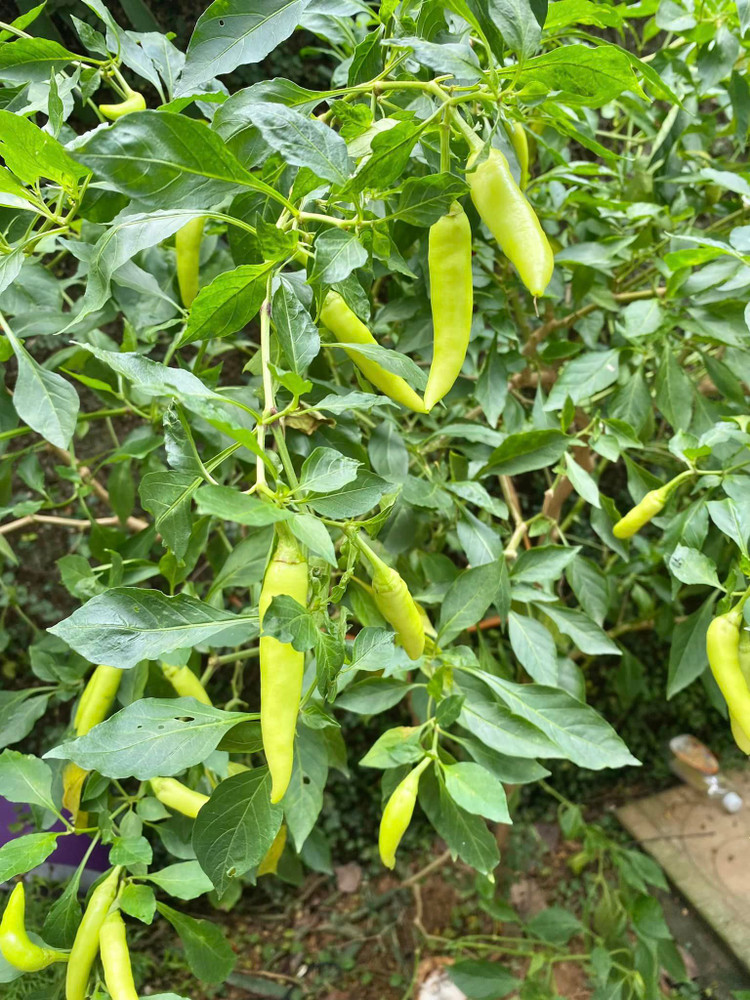 Khu vuon ruc sac hoa trong biet thu 1.000m2 cua NSND Thanh Hoa-Hinh-9