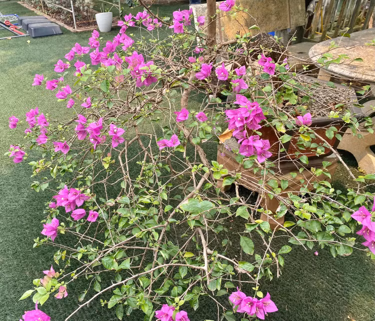 Khu vuon ruc sac hoa trong biet thu 1.000m2 cua NSND Thanh Hoa-Hinh-8