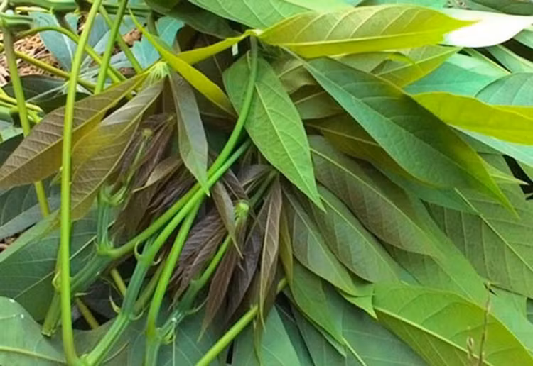 3 loai la bo di khong ai lay thanh hang xuat khau trieu do-Hinh-9