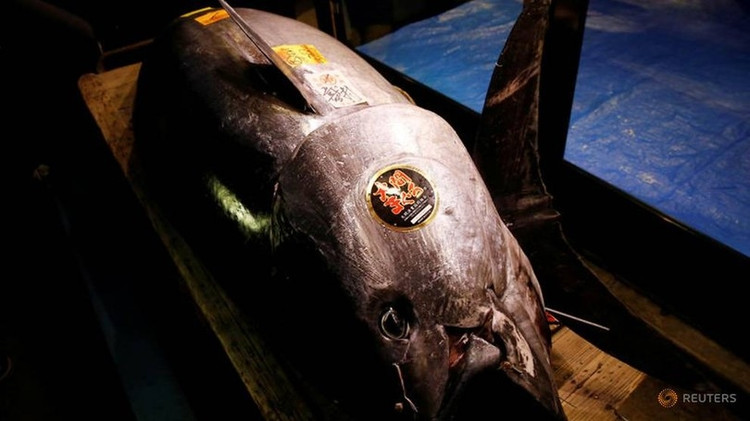 Can canh ca ngu khong lo 72 ty khien dai gia xuong tien-Hinh-4