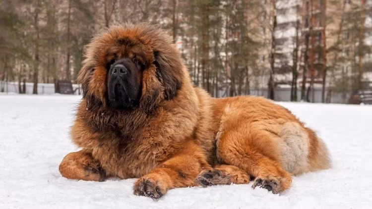 Vi sao cho ngao Tay Tang gia 99 ty dai gia van xuong tien?-Hinh-8