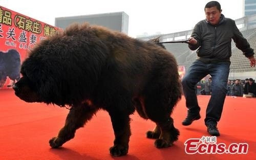 Vi sao cho ngao Tay Tang gia 99 ty dai gia van xuong tien?-Hinh-3