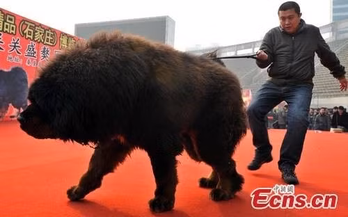 Vi sao cho ngao Tay Tang gia 99 ty dai gia van xuong tien?-Hinh-3