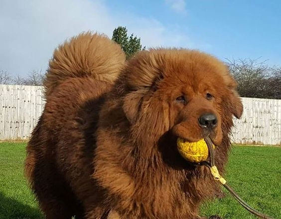 Vi sao cho ngao Tay Tang gia 99 ty dai gia van xuong tien?-Hinh-10