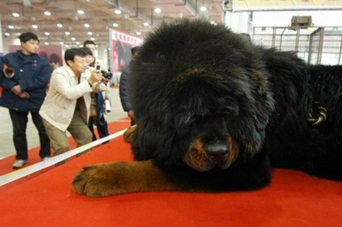 Vi sao cho ngao Tay Tang gia 99 ty dai gia van xuong tien?-Hinh-5