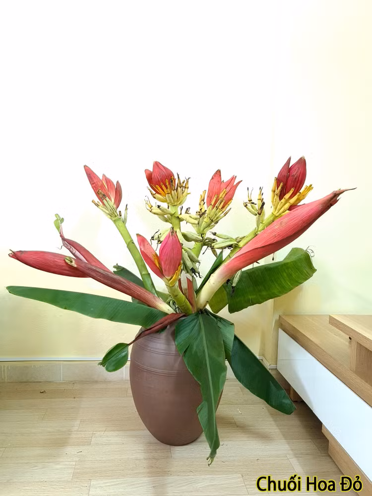 Hoa chuoi rung xuong pho bat ngo thanh dac san hut khach-Hinh-8