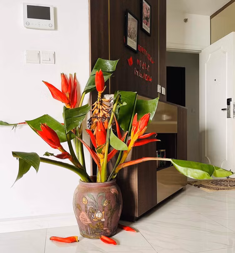 Hoa chuoi rung xuong pho bat ngo thanh dac san hut khach-Hinh-9