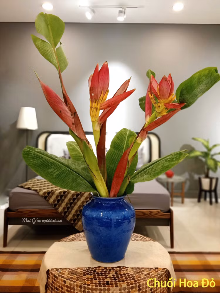 Hoa chuoi rung xuong pho bat ngo thanh dac san hut khach-Hinh-7