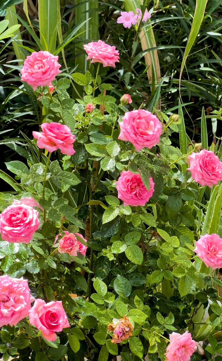 Vuon hong nhu co tich trong biet thu cua MC Quyen Linh-Hinh-4